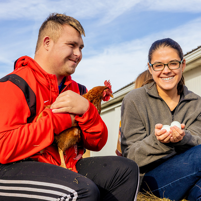 Chickens