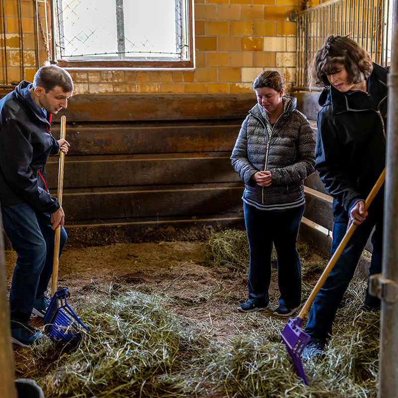 Cleaning Stalls on the farm